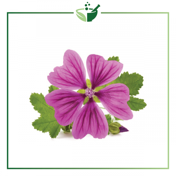 Mallow Extract-01